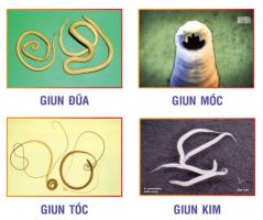 Sản phẩm tẩy giun hiệu quả nhất cho cả nhà