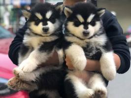 Địa chỉ mua chó Alaska uy tín tại Việt Nam