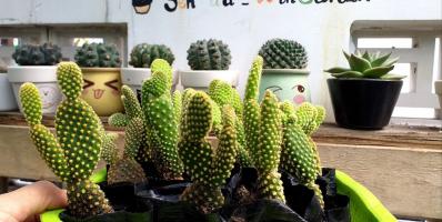 Địa chỉ bán xương rồng đẹp nhất Đà Nẵng