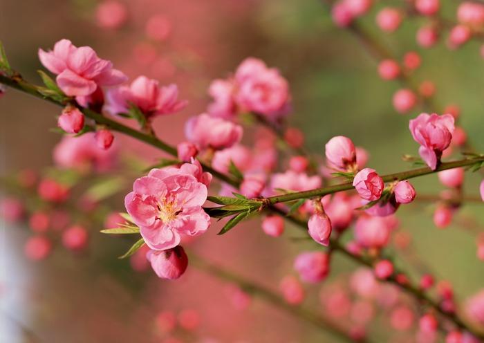 Có thể nói, hoa đào nở đã giúp cho cả Sa Pa bừng tỉnh sau một giấc ngủ đông dài.
