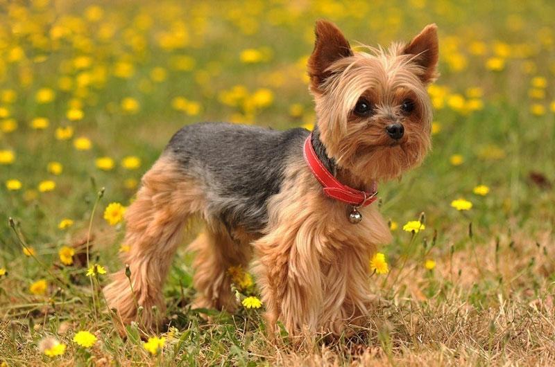 Chó sục Yorkshire.