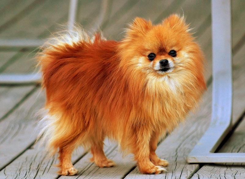 Chó Pomeranian