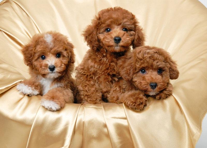 Chó Toy Poodle