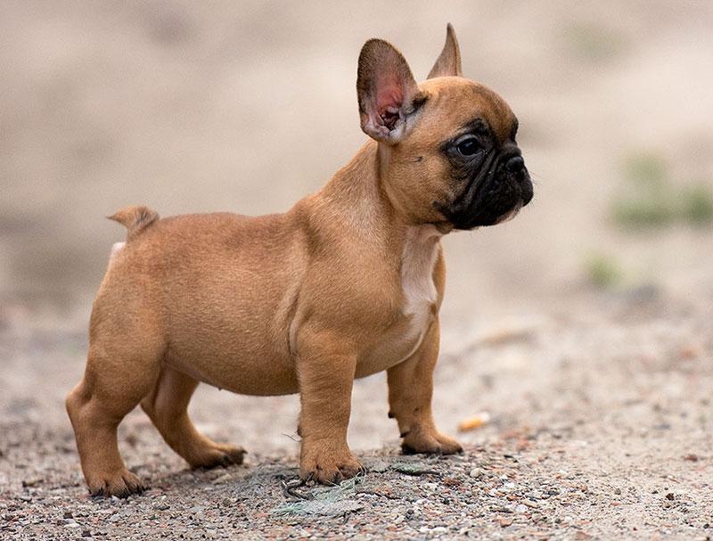 Chó Bulldog Pháp