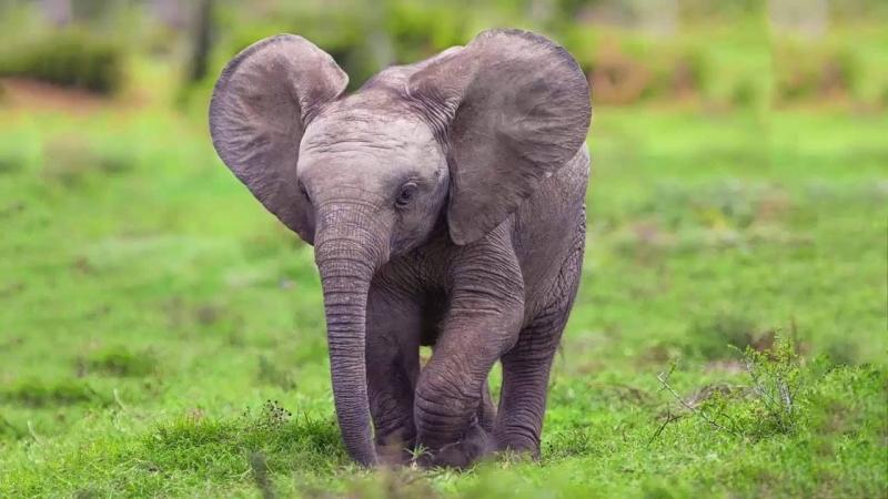 Bốn cái chân to lớn như cái cột đình. Còn cái tai thì chẳng khác gì một caí quạt lúc nào cũng phe phẩy.