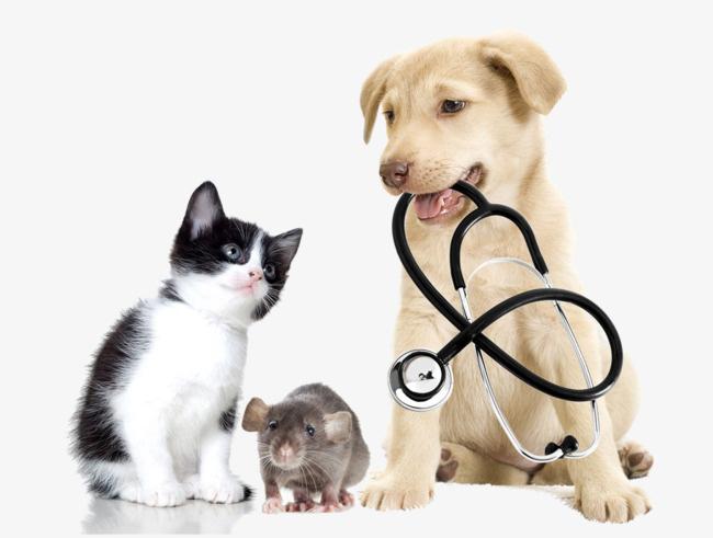 108 Vet Clinic