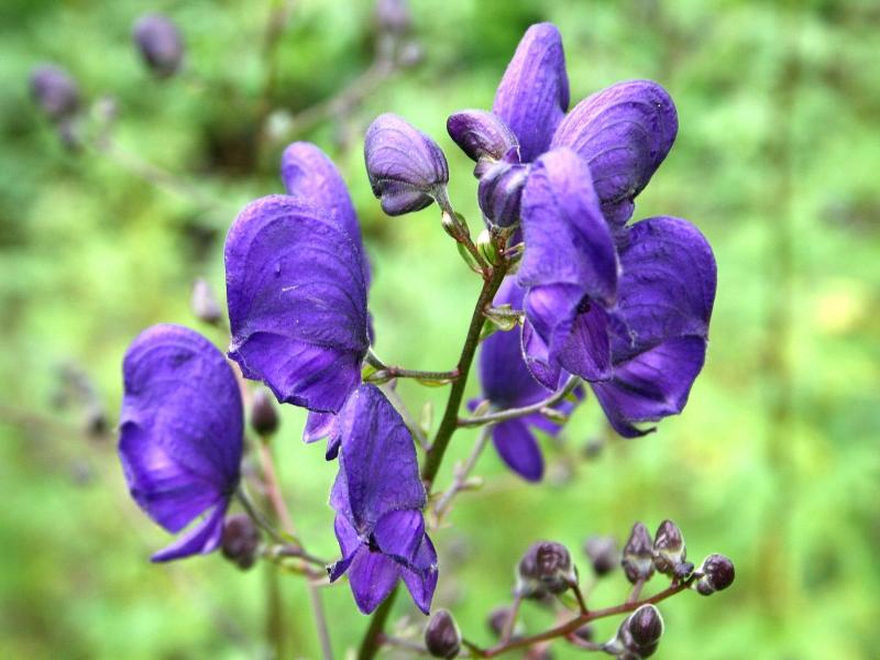 Aconitum Napellus còn có tên gọi khác là cây phụ tử