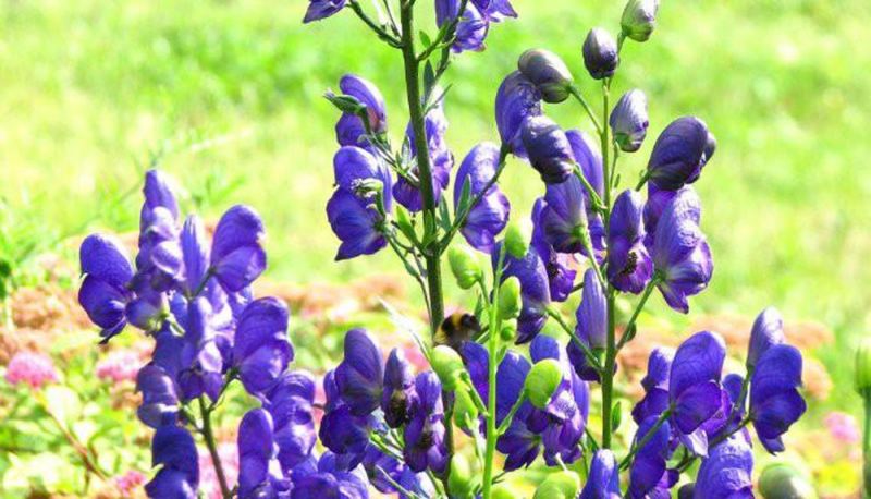 Aconitum Napellus ﻿là loại dược liệu có độc tính cao