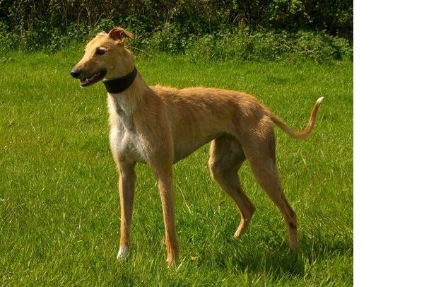 American Staghound