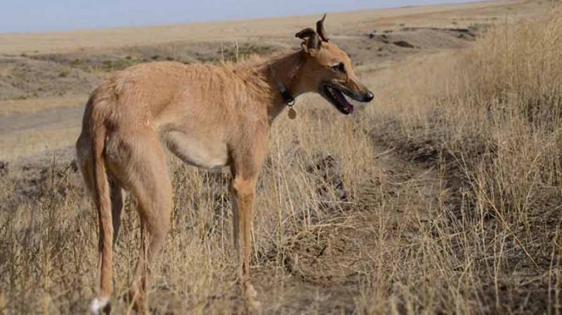 Chó American Staghound