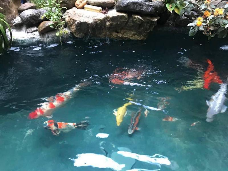 An Coffee Koi Farm