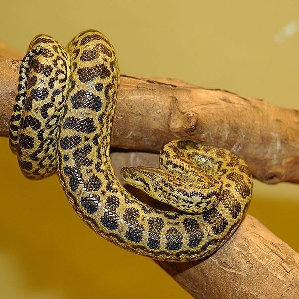 Anaconda Vàng