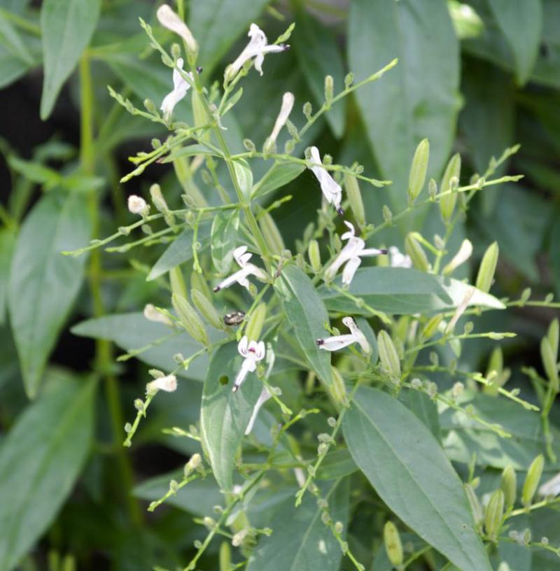 Andrographis