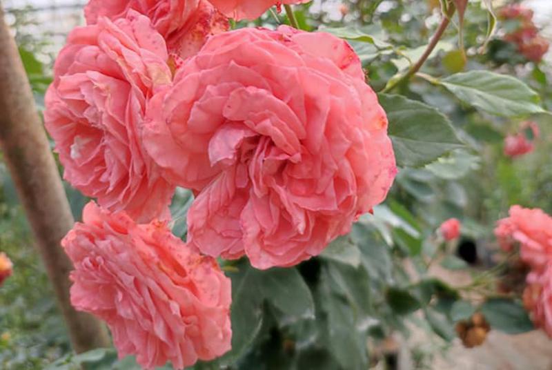Ánh Quỳnh Flower