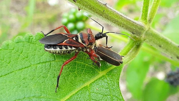 Apiomerus spissipes