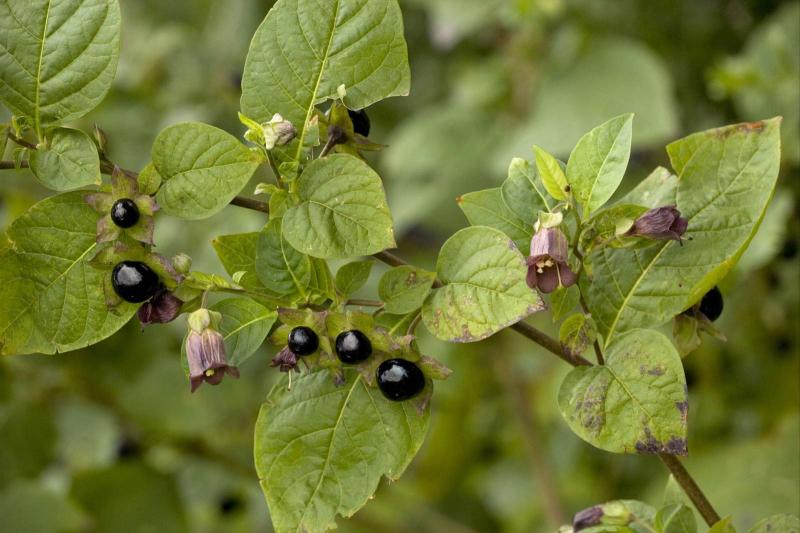 Atropa belladonna cũng có một ứng dụng tốt