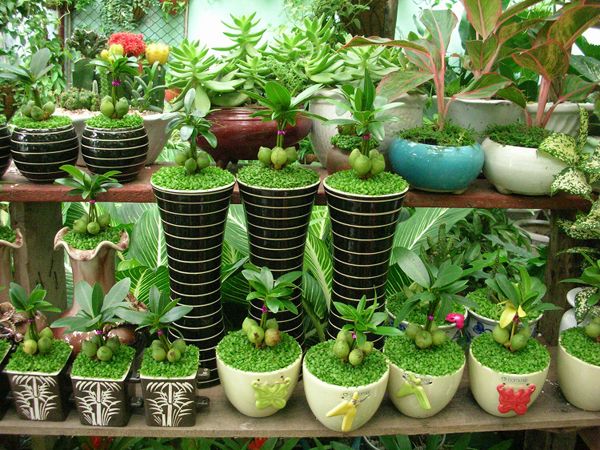 Shop cây cảnh Ba Huệ là địa chỉ bán các loại cây cảnh mini, cây để bàn, cây nội thất, cây phong thủy đẹp, uy tín hàng đầu tại Bạc Liêu.