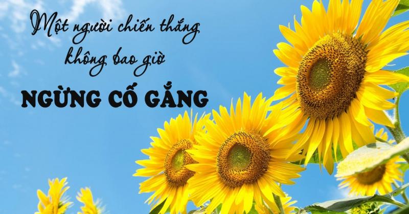 Hãy cố gắng hết mình