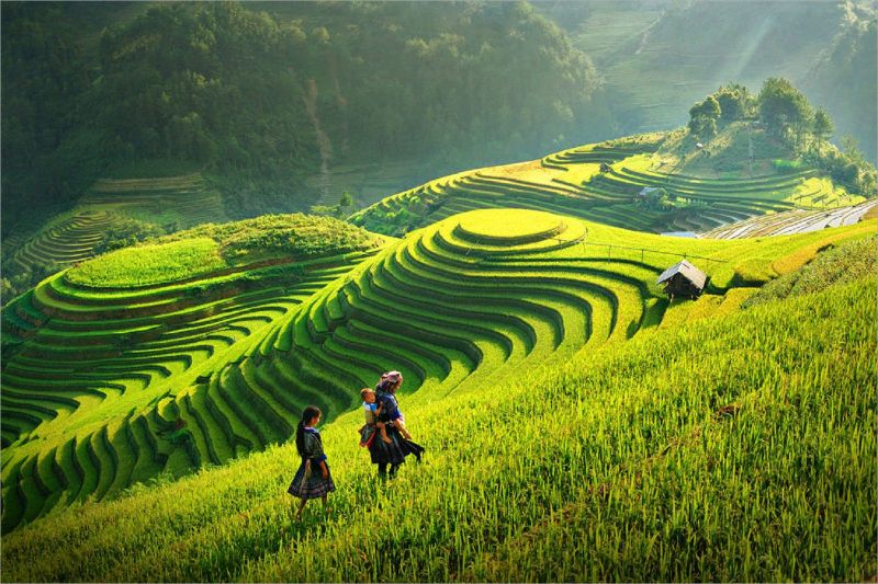 Cánh đồng tuổi thơ
