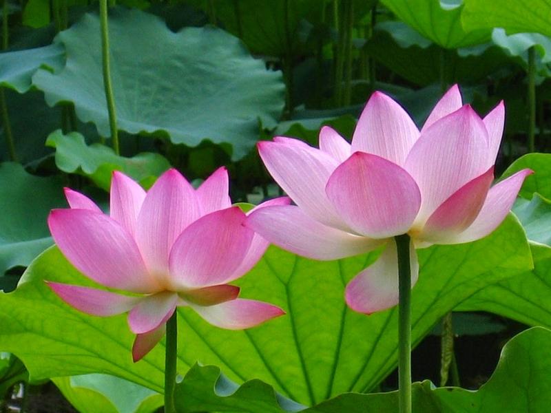 Hoa Sen