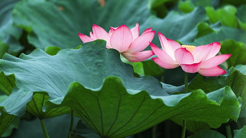 Hoàng Phủ Nhạc Vân Khê tạp đề kỳ 2 - Liên hoa ổ