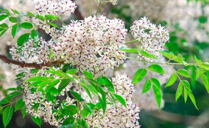 Có một mùa hoa vương vấn mãi trong tôi