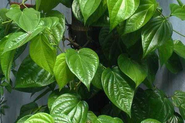 Cách chữa bệnh gút bằng lá trầu và nước dừa