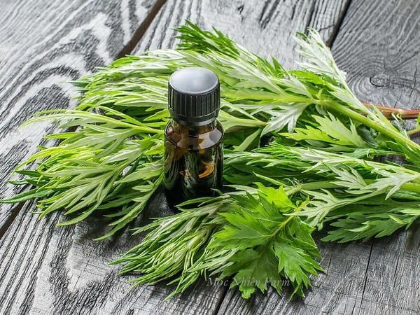 Ngải cứu chữa đau xương khớp