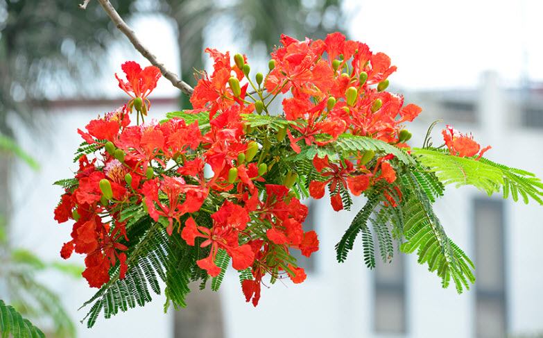 Bài văn phân tích vẻ đẹp tâm hồn Nguyễn Trãi qua bài thơ 