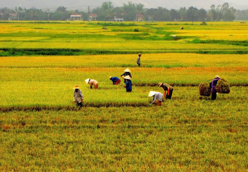 Ơn bác nông dân