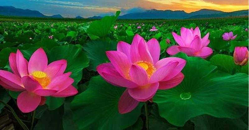 Bài văn tả cảnh đầm sen đang mùa hoa nở số 10