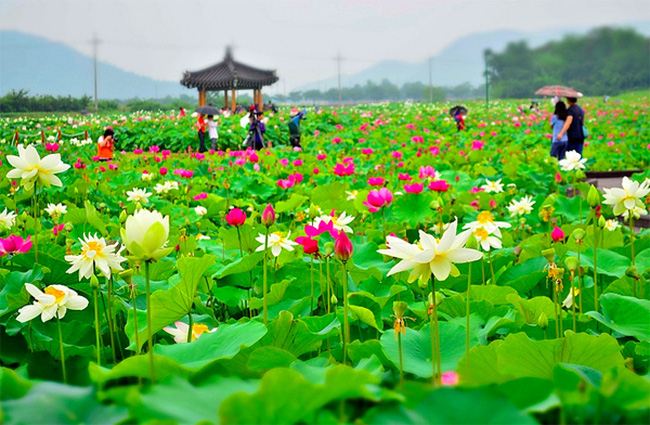 Bài văn tả cảnh đầm sen đang mùa hoa nở số 3