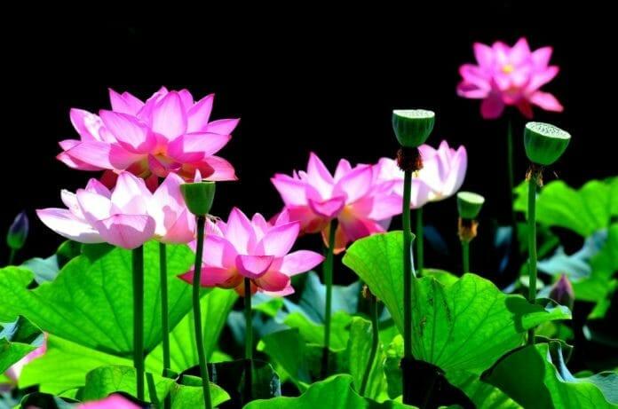 Bài văn tả cảnh đầm sen đang mùa hoa nở số 4