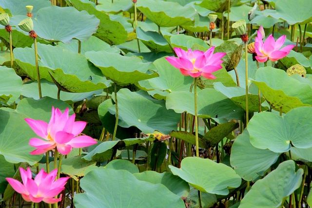 Bài văn tả cảnh đầm sen đang mùa hoa nở số 7