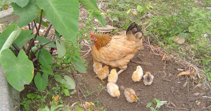 Bài văn tả đàn gà con hay nhất số 1