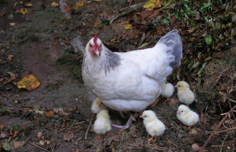 Bài văn tả đàn gà con hay nhất số 5