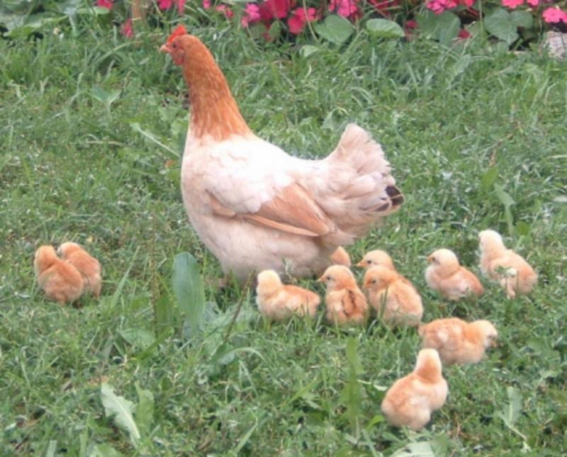 Bài văn tả đàn gà con hay nhất số 6