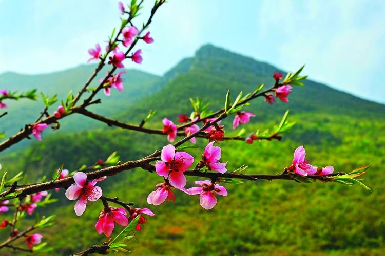 Nắng xuân về