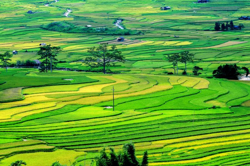 Hình minh họa