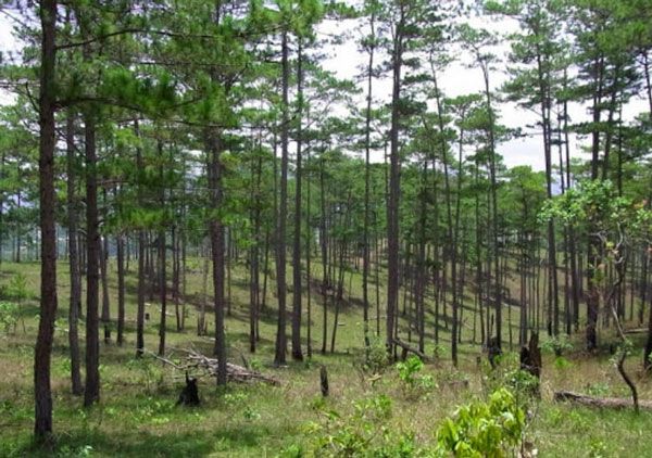 Bài văn tham khảo số 3