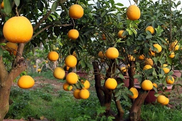Bài văn thuyết minh về cây bưởi - mẫu 7