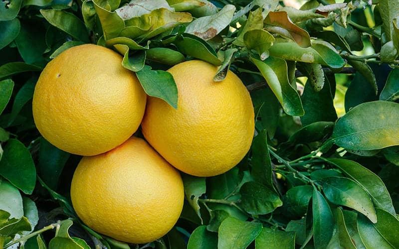 Bài văn thuyết minh về cây bưởi - mẫu 8