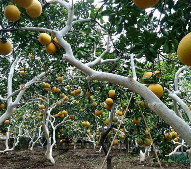 Bài văn thuyết minh về cây bưởi - mẫu 9