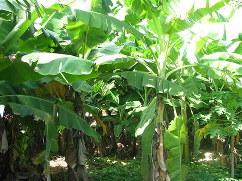 Bài văn thuyết minh về Cây chuối số 6