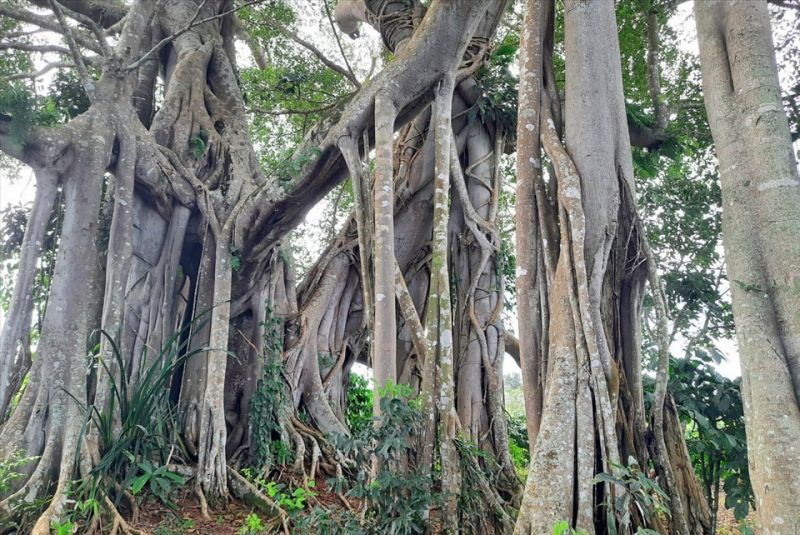 Bài văn thuyết minh về cây đa - mẫu 10