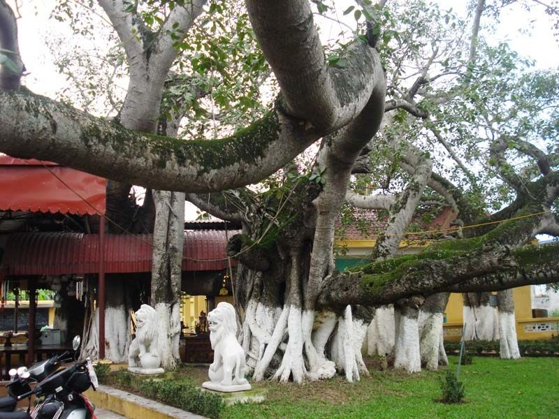 Bài văn thuyết minh về cây đa - mẫu 5
