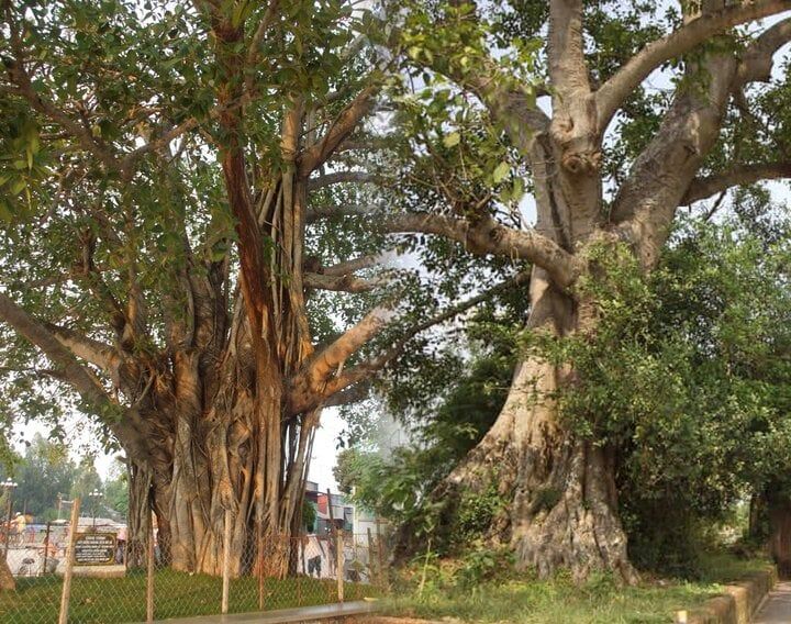 Bài văn thuyết minh về cây đa - mẫu 5