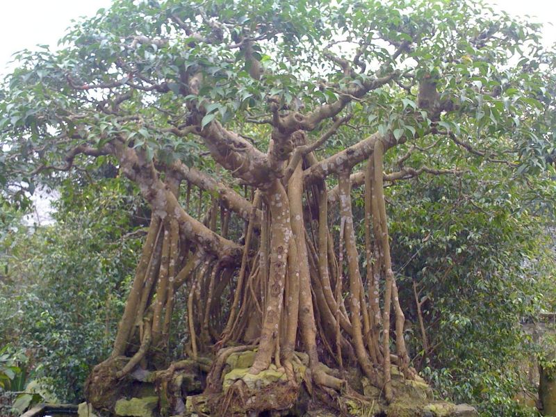 Bài văn thuyết minh về cây đa - mẫu 9