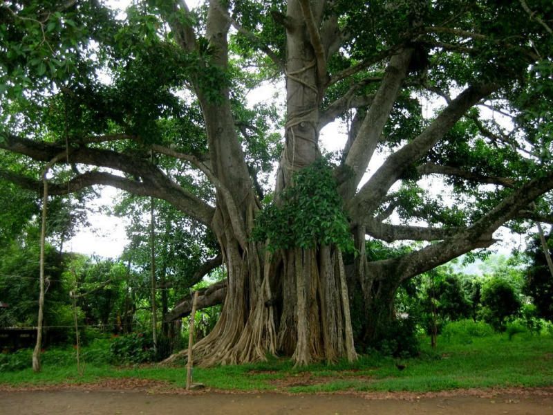 Bài văn thuyết minh về cây đa - mẫu 9