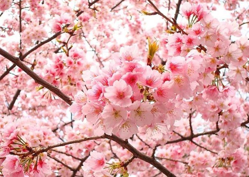 Bài văn thuyết minh về cây đào ngày Tết số 15